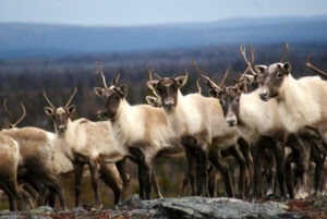 Les morses et caribous "menacés de disparition" en Arctique